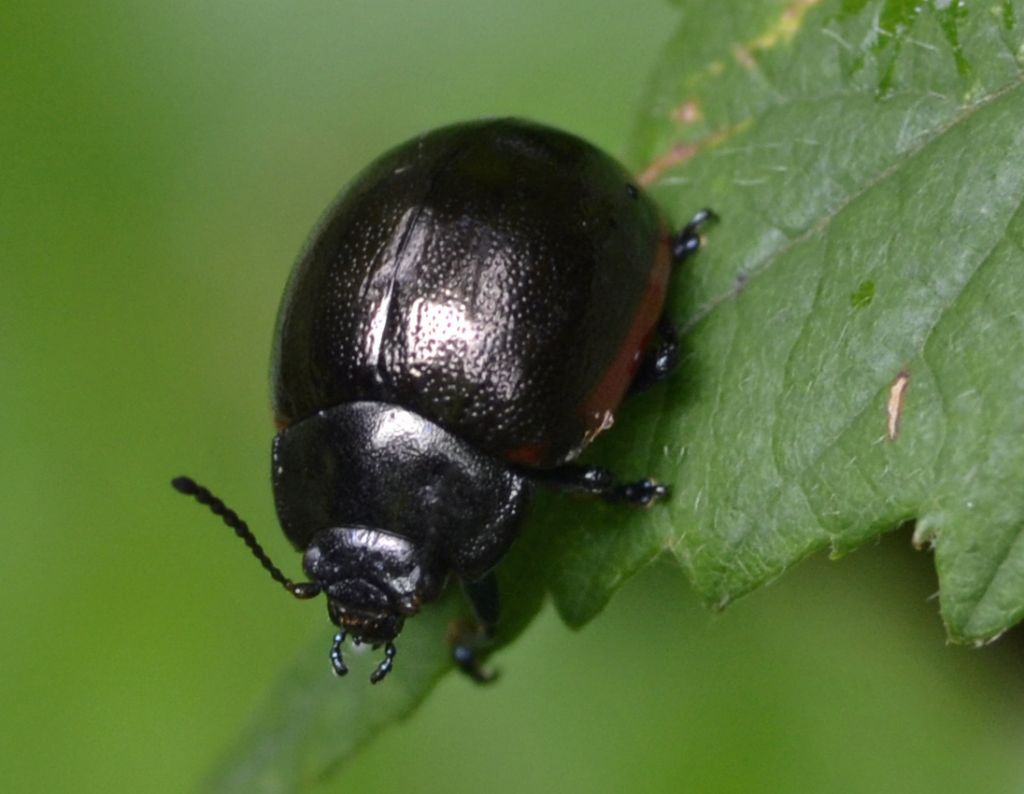 Chrysolina cfr. sanguinolenta, Chrysomelidae